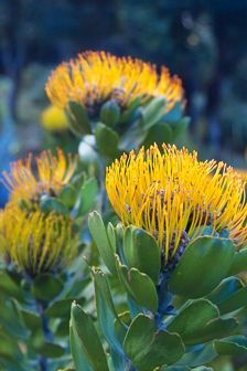 im Kirstenbosch-Garten / Kapstadt